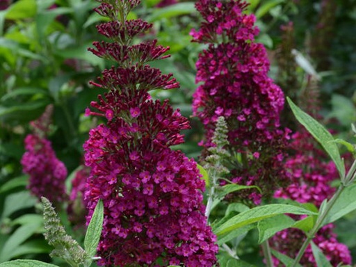 Funky Fuchsia Butterfly Bush : 2 Gallon