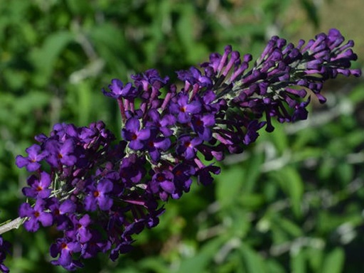 Groovy Grape Butterfly Bush : 2 Gallon
