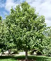 American Dream Oak : 3.5 Inch