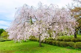 Pink Weeping Cherry : 10 Gallon
