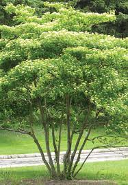 Pagoda Dogwood : 8 Foot