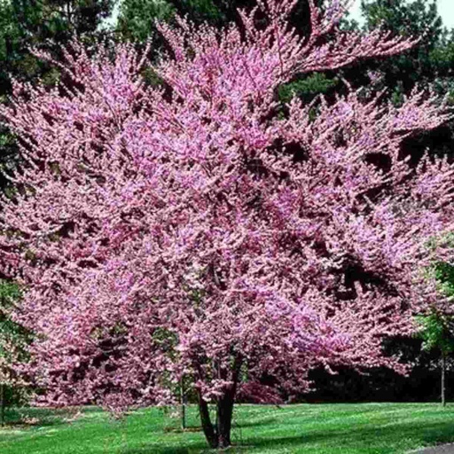 Forest Pansy Redbud : 7 Gallon