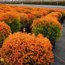 Fire Chief Arborvitae : 5 Gallon