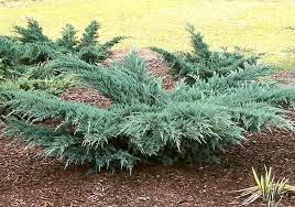 Grey Owl Juniper : 5 Gallon