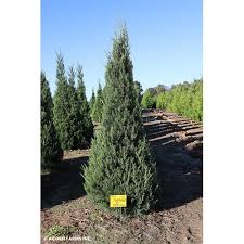 Fairview Juniper : 5 Foot