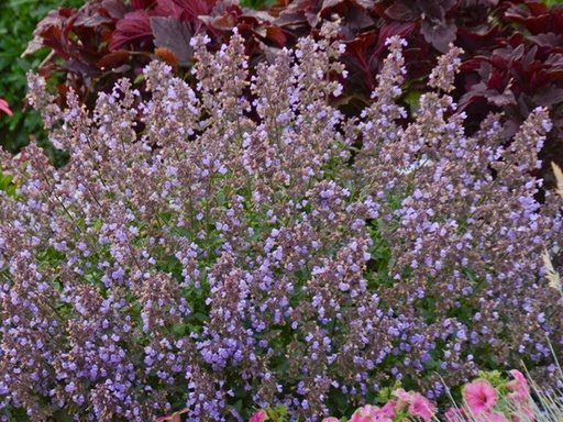 Purrsian Blue Catmint : 1 Gallon