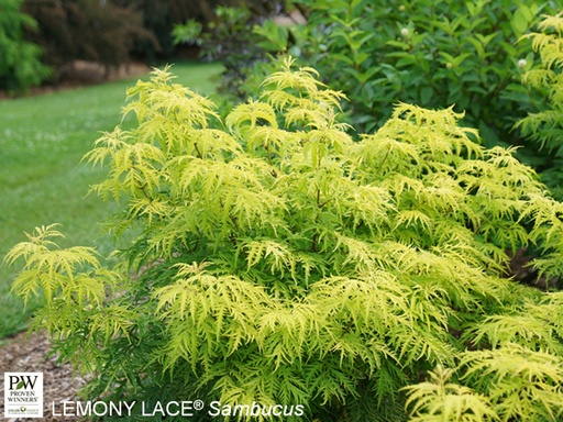 Lemony Lace® Elderberry : 3 Gallon