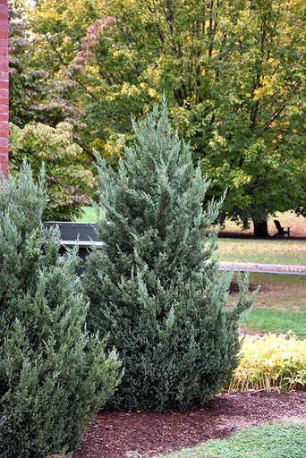 Blue Haven Juniper : 5 Foot