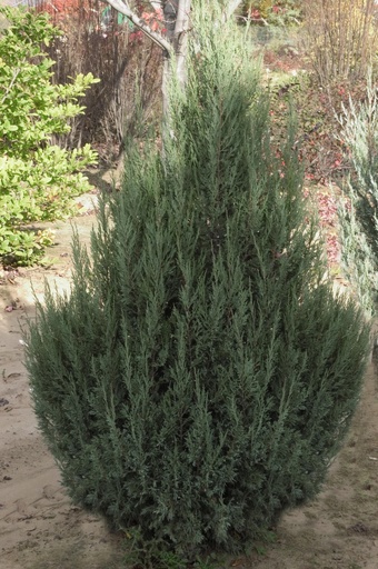 Welch Juniper : 5 Foot