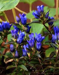 True Blue Gentiana : 1 Gallon
