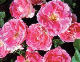 Carefree Wonder Rose : 3 Gallon
