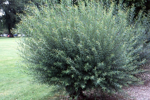 Arctic Blue Leaf Willow : 5 Gallon