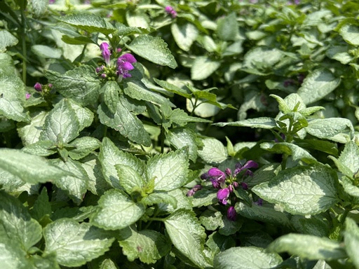 Beacon Silver Lamium : 4 in