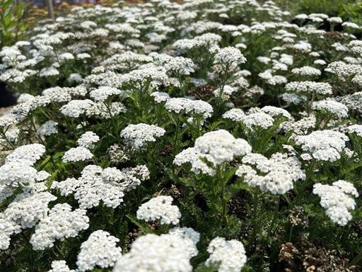 [New Vintage White Yarrow : 1 Gallon] New Vintage™ White Yarrow : 1 Gallon