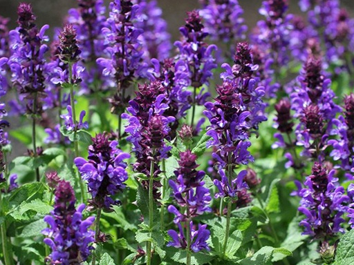 Blue Marvel Salvia : 1 Gallon