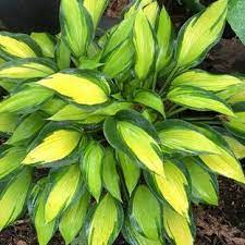 June Spirit Hosta : 1 Gallon