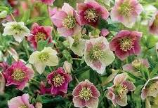 Oriental Helleborus : 1 Gallon