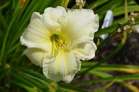Joan Senior Daylily : 1 Gallon