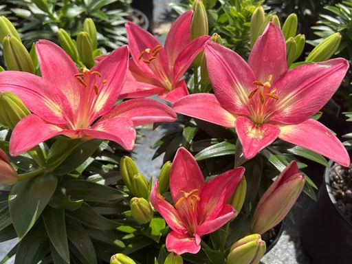 Rozalynn Lily : 1 Gallon