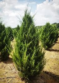 Hillspire Juniper : 6 Foot