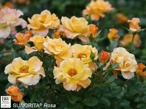 Oso Easy Sunorita Rose : 3 Gallon