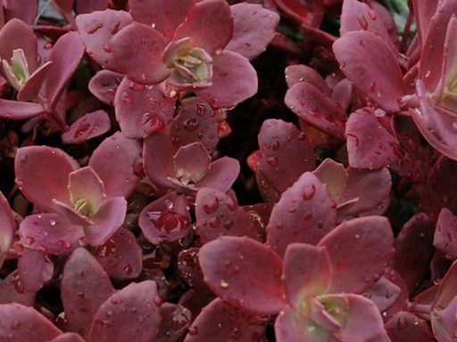 Sunsparkler Firecracker Sedum : 1 Gallon