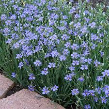 Blue Eyed Grass Lucerne : 1 Gallon
