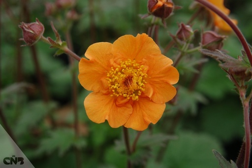 Citronge Geum : 1 Gallon