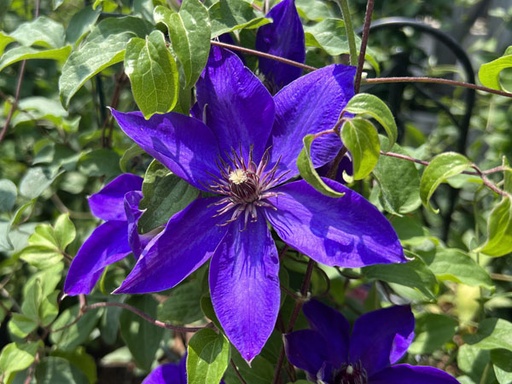 Elsa Spath Clematis : 2 Gallon