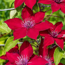 Nubia Clematis : 2 Gallon