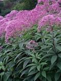 Gateway Joe Pye Weed : 1 Gallon