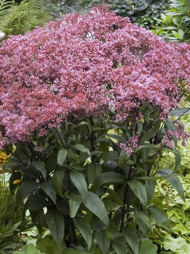Little Joe Pye Weed : 1 Gallon