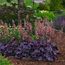Grape Expectations Coral Bells : 1 Gallon