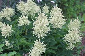 Sparkler Goat's Beard : 1 Gallon