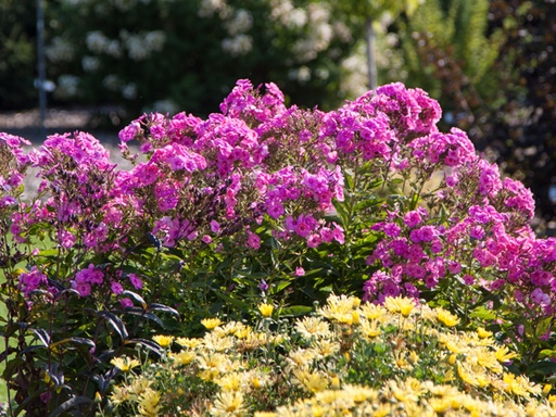 Bubblegum Pink Phlox : 1 Gallon