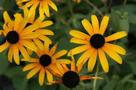 Black Eyed Susan Goldstrum : 1 Gallon