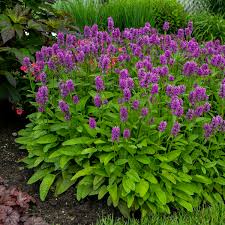 Stachys Hummelo : 1 Gallon
