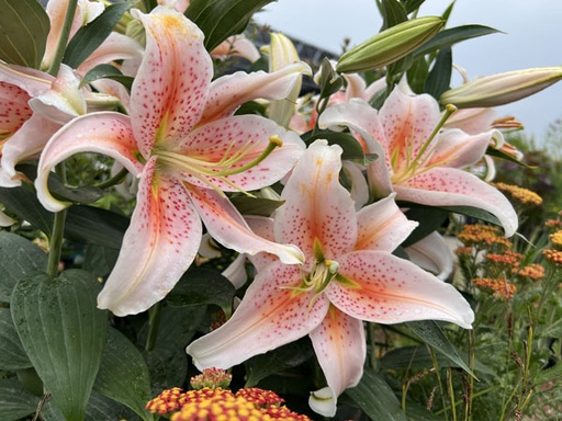 Salmon Star Lily : 1 Gallon