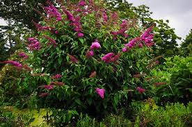 Royal Red Butterfly Bush : 3 Gallon