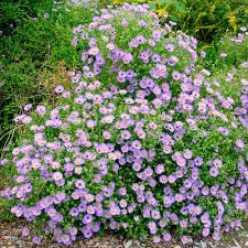 October Skies Aster : 1 Gallon