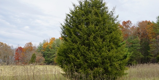 Eastern Red Cedar Juniper : 6 Foot