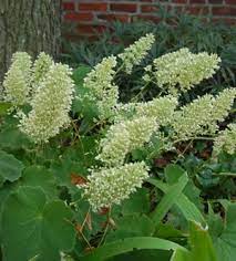 Autumn Bride Coral bells : 1 Gallon