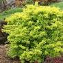 Sunjoy® Citrus Barberry : 3 Gallon