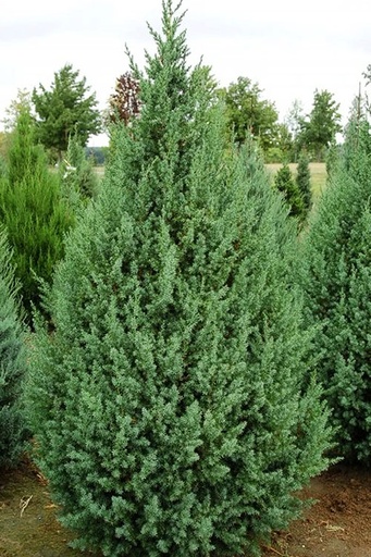 Star Power Juniper : 5 Foot