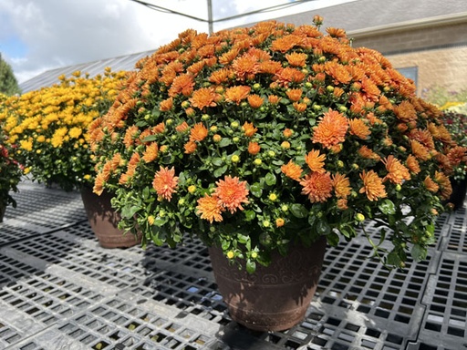Garden Mum : 12 Inch Pot