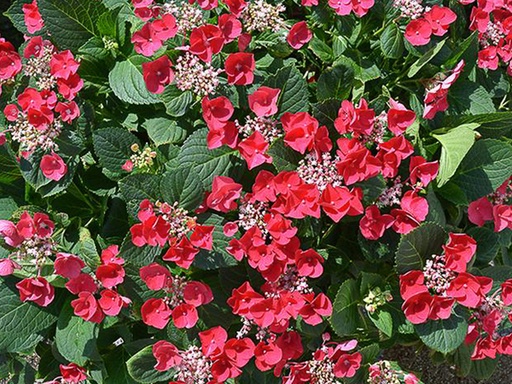 Cherry Explosion Hydrangea : 3 Gallon
