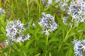 Willowleaf Blue Star : 1 Gallon