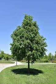 Greenspire Linden : 6 Inch