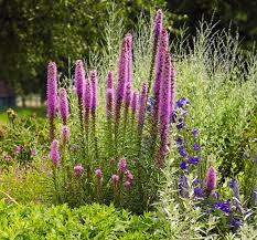 Prairie Blazing Star Liatris : 1 Gallon