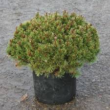Slowmound Mugo Pine - Dwarf Mountain Pine : 3 Gallon